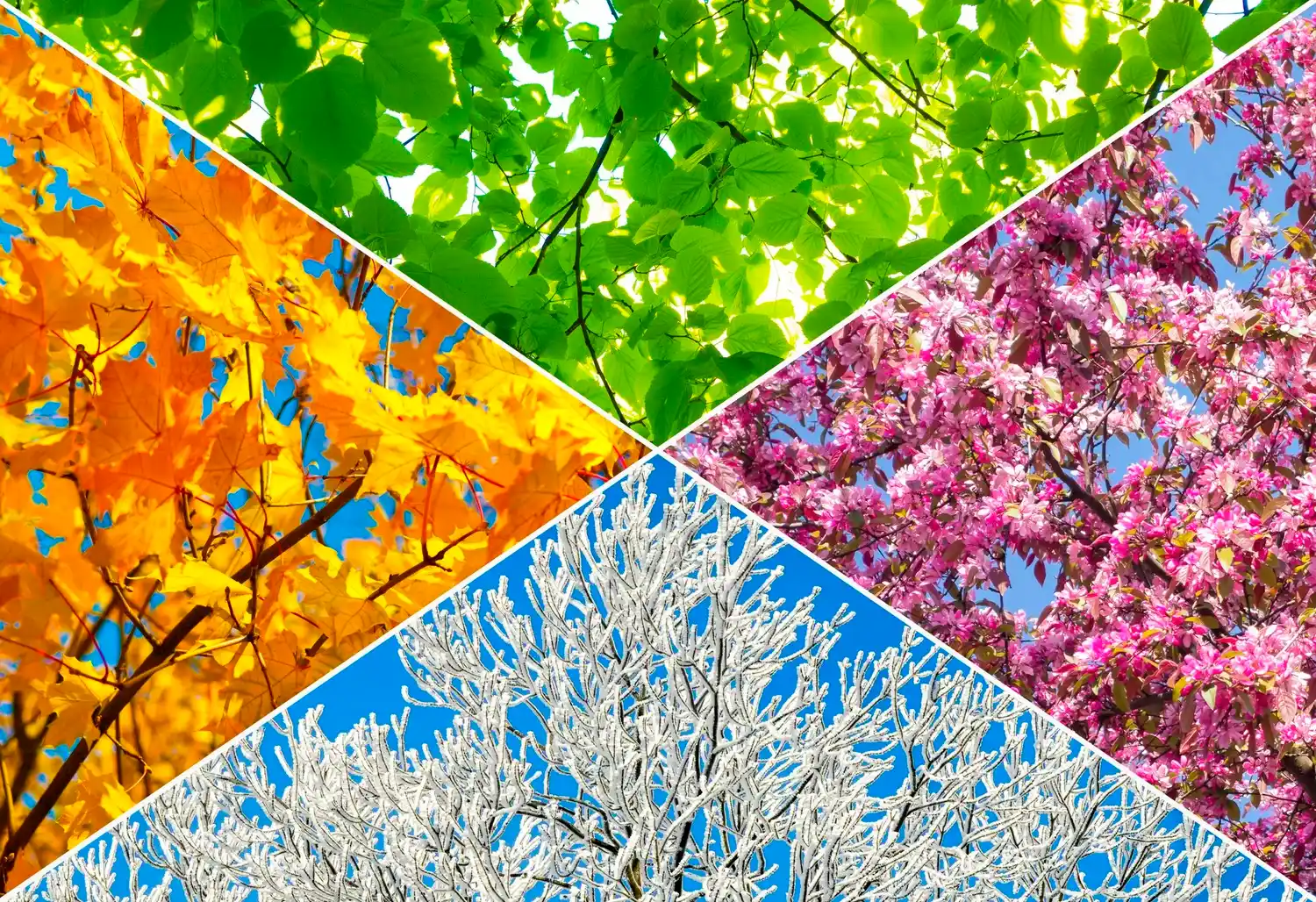 Abstract seasonal rhythm illustration showing spring, summer, and autumn active rest flows